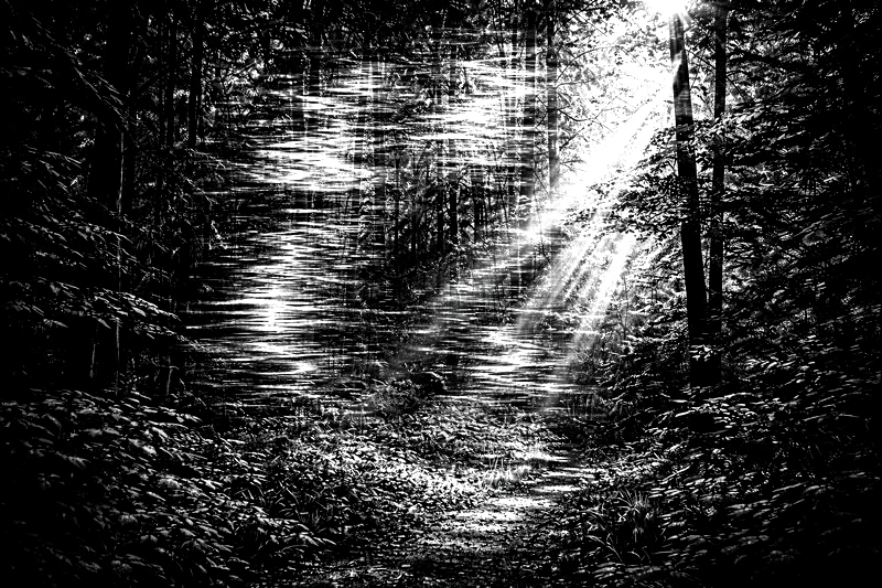 Daylight filtering through trees with a subtle shimmering distortion